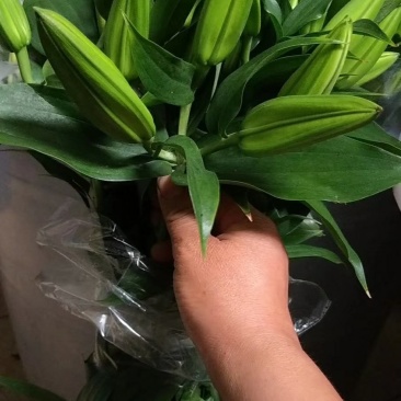 百合花批发专区西伯利亚百合鲜切花云南基地直发可视频看货