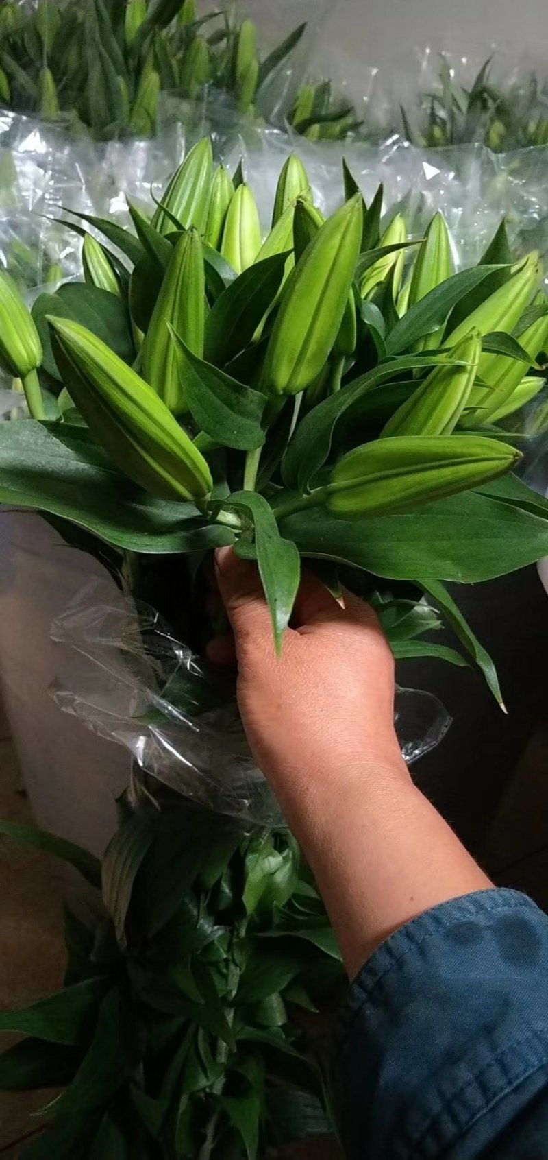 百合花批发专区西伯利亚百合鲜切花云南基地直发可视频看货