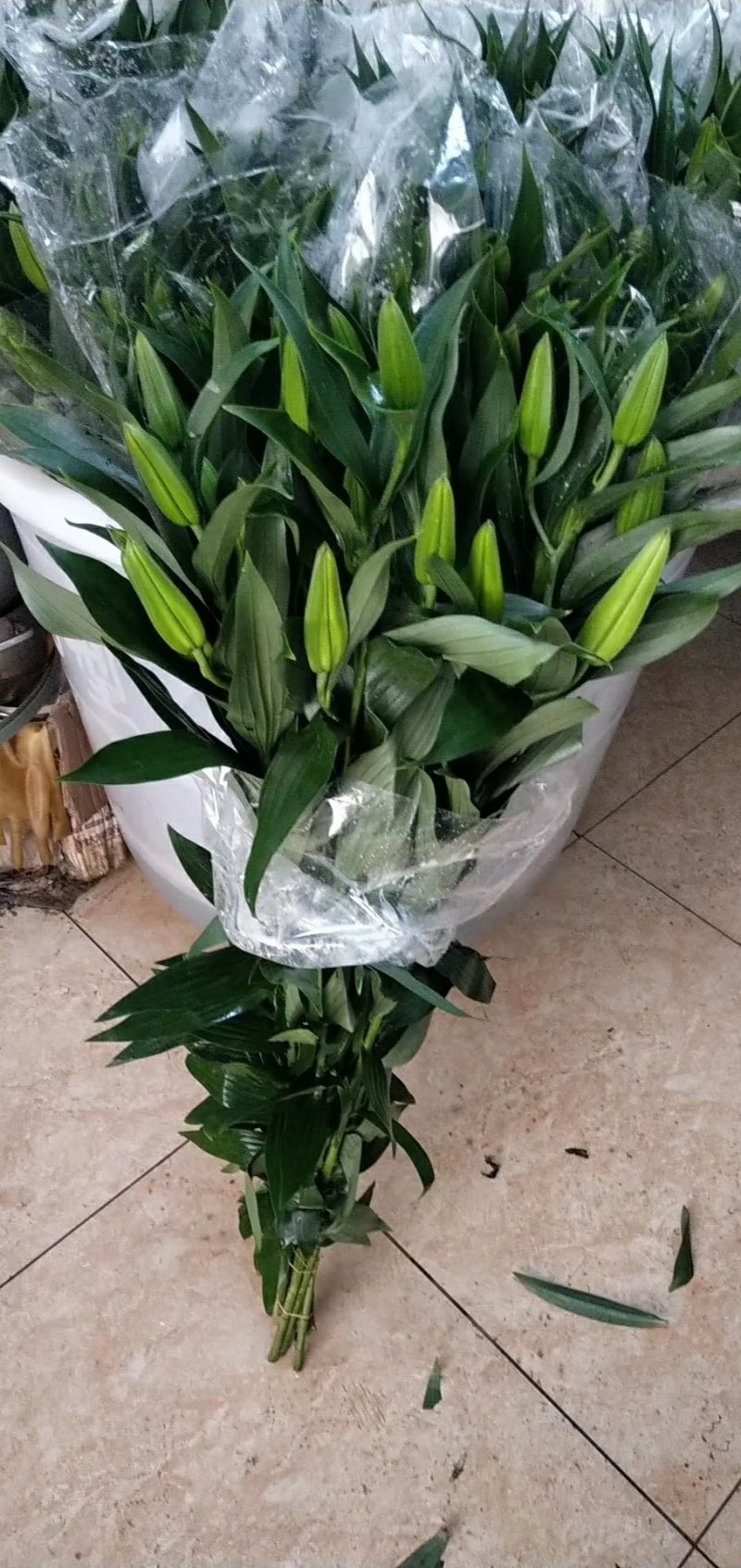 百合花批发专区西伯利亚百合鲜切花云南基地直发可视频看货