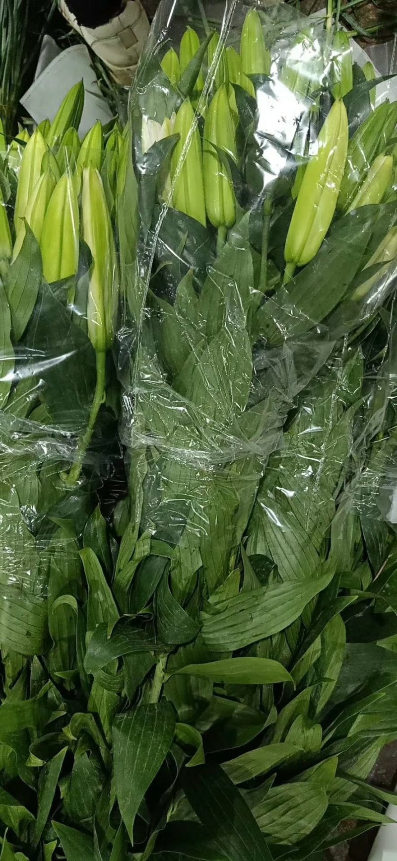 百合花批发专区西伯利亚百合鲜切花云南基地直发可视频看货