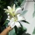 百合花批发专区西伯利亚百合鲜切花云南基地直发可视频看货
