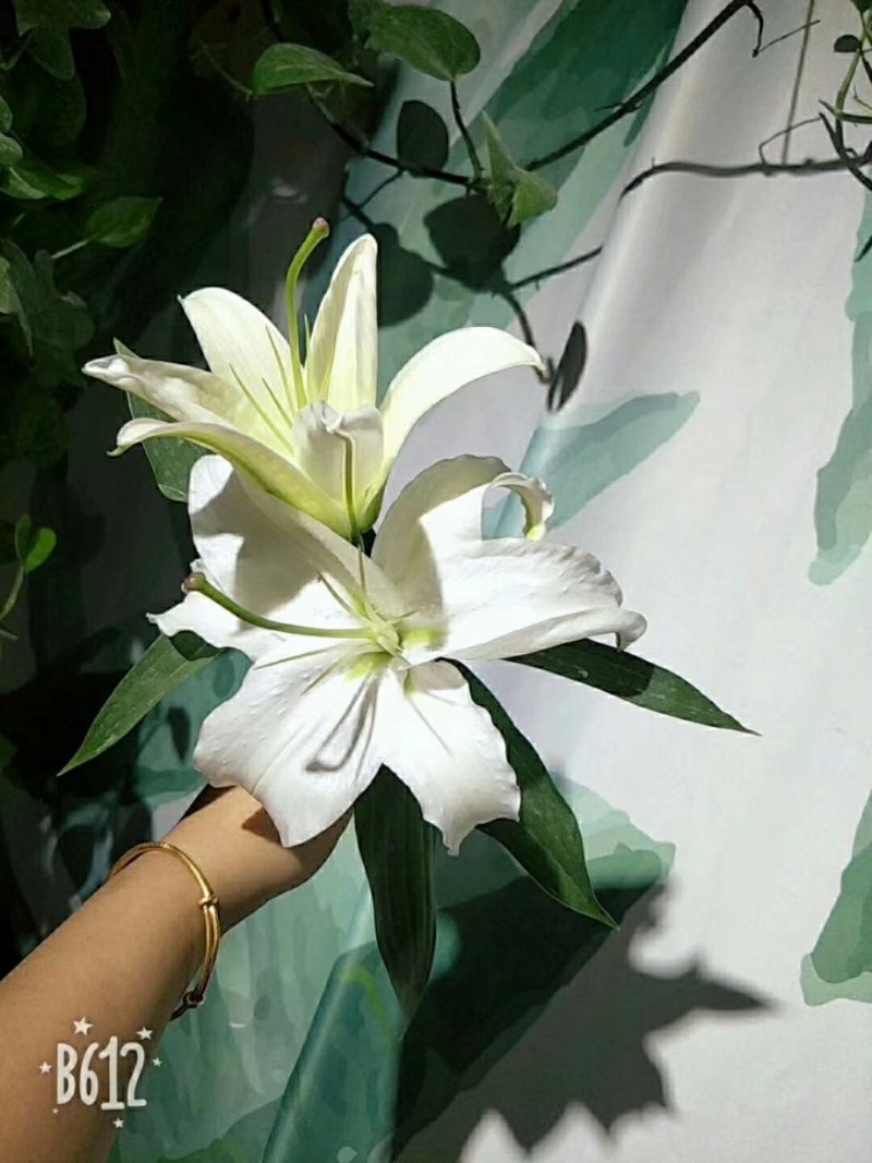 百合花批发专区西伯利亚百合鲜切花云南基地直发可视频看货