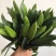 百合花批发专区西伯利亚百合鲜切花云南基地直发可视频看货