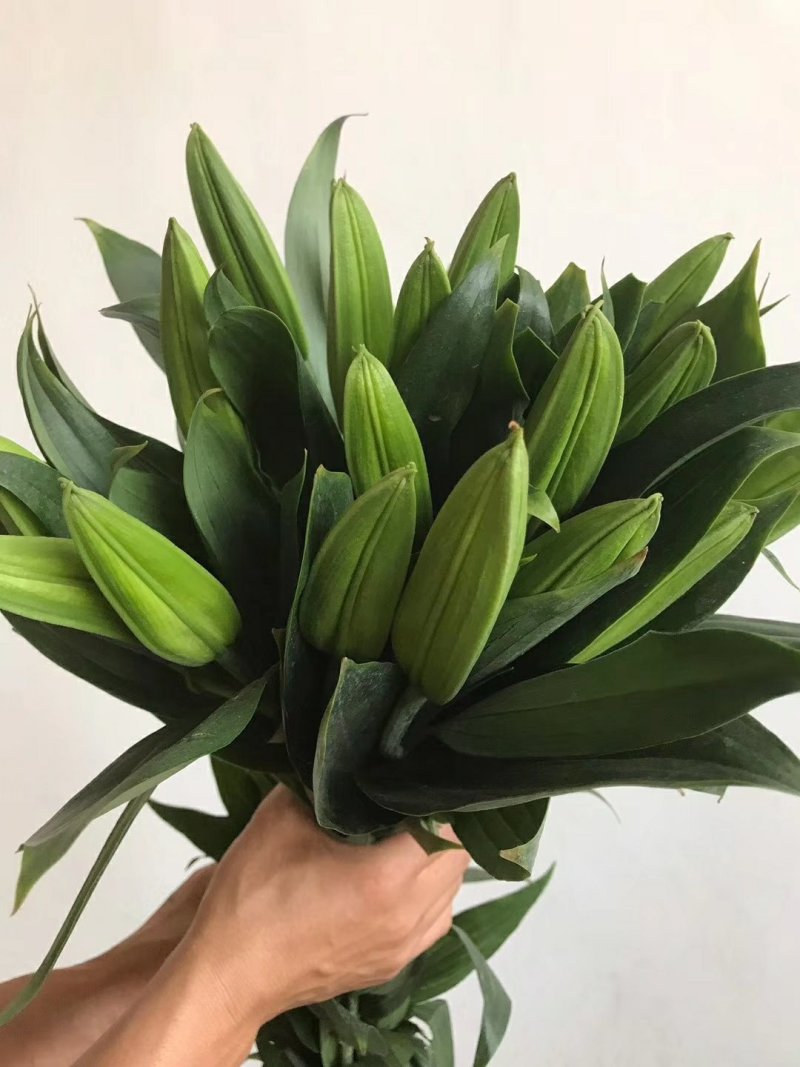百合花批发专区西伯利亚百合鲜切花云南基地直发可视频看货