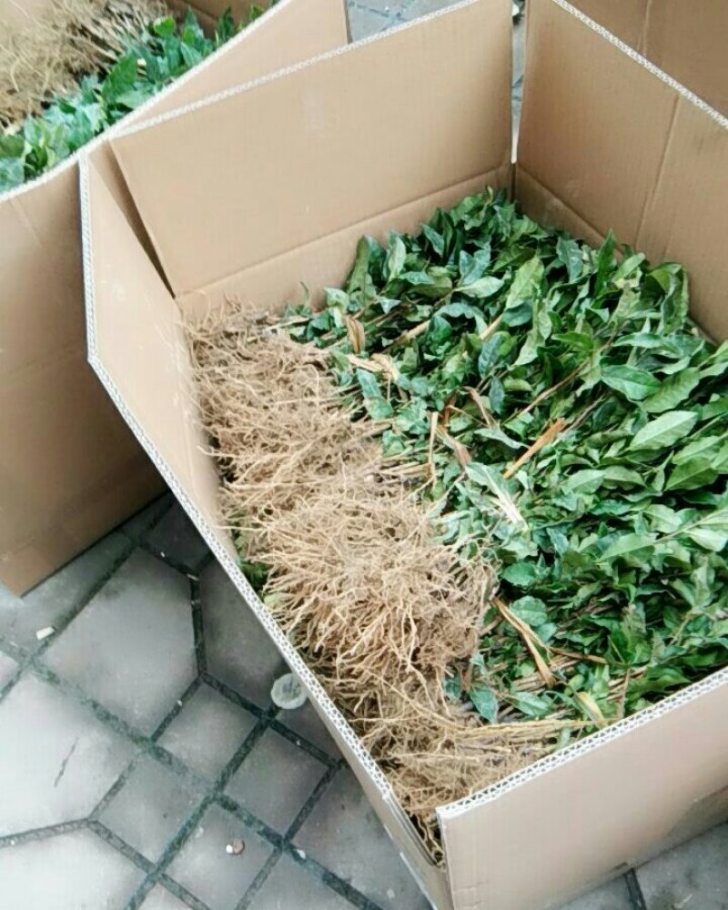 茶树苗无性系扦插苗产地直发品种纯正，根系发达成活率高