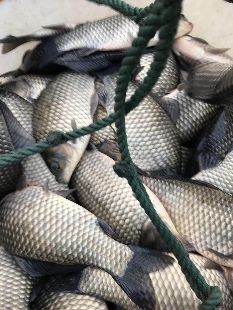 溧阳鲫鱼品质保证价格优惠，可送货，配送钓场