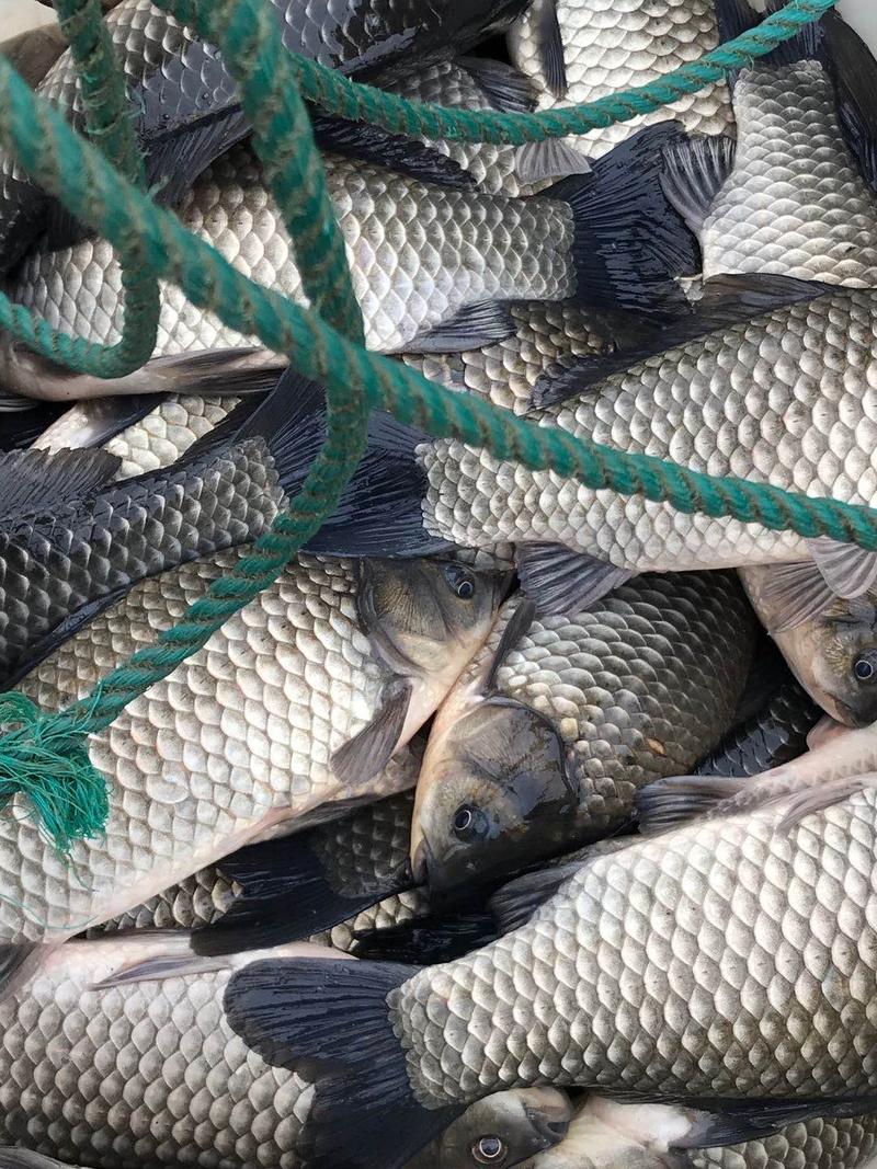 溧阳鲫鱼品质保证价格优惠，可送货，配送钓场