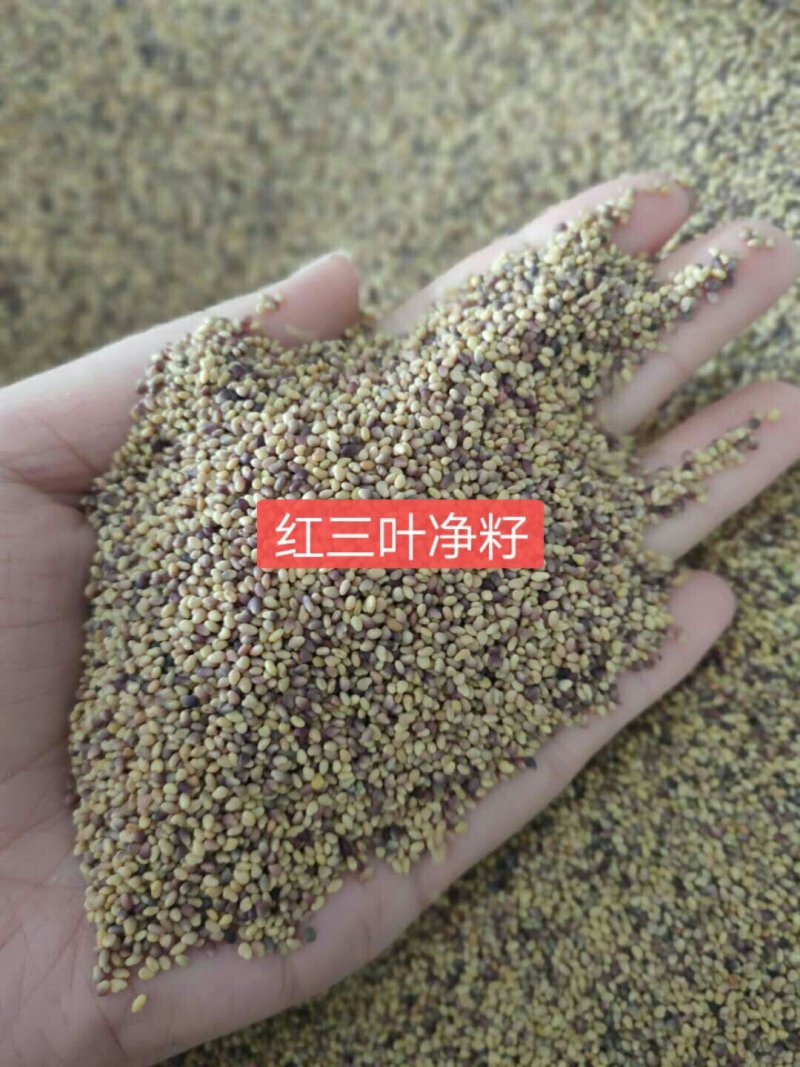 三叶草种子红三叶种子白三叶种子新种子净籽进口草坪牧草草种