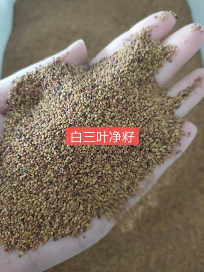 三叶草种子红三叶种子白三叶种子新种子净籽进口草坪牧草草种