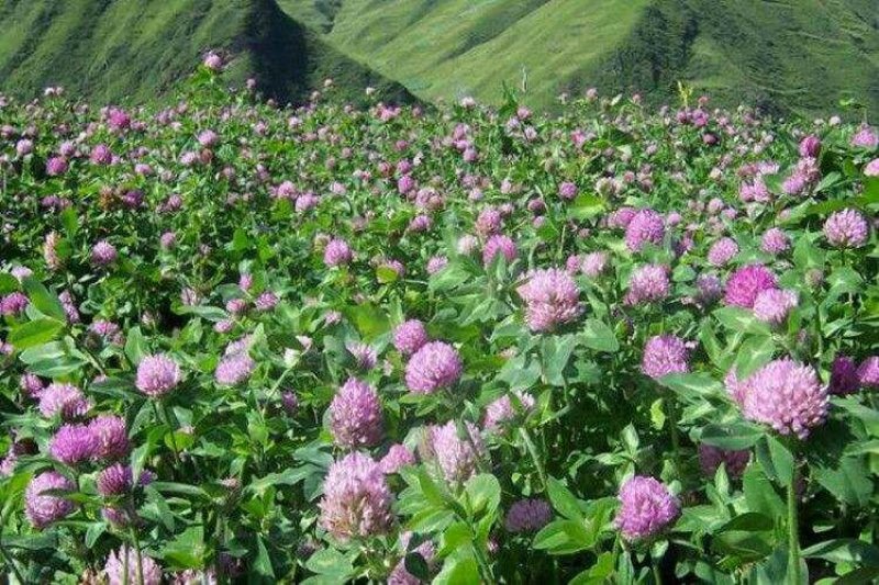 三叶草种子红三叶种子白三叶种子新种子净籽进口草坪牧草草种