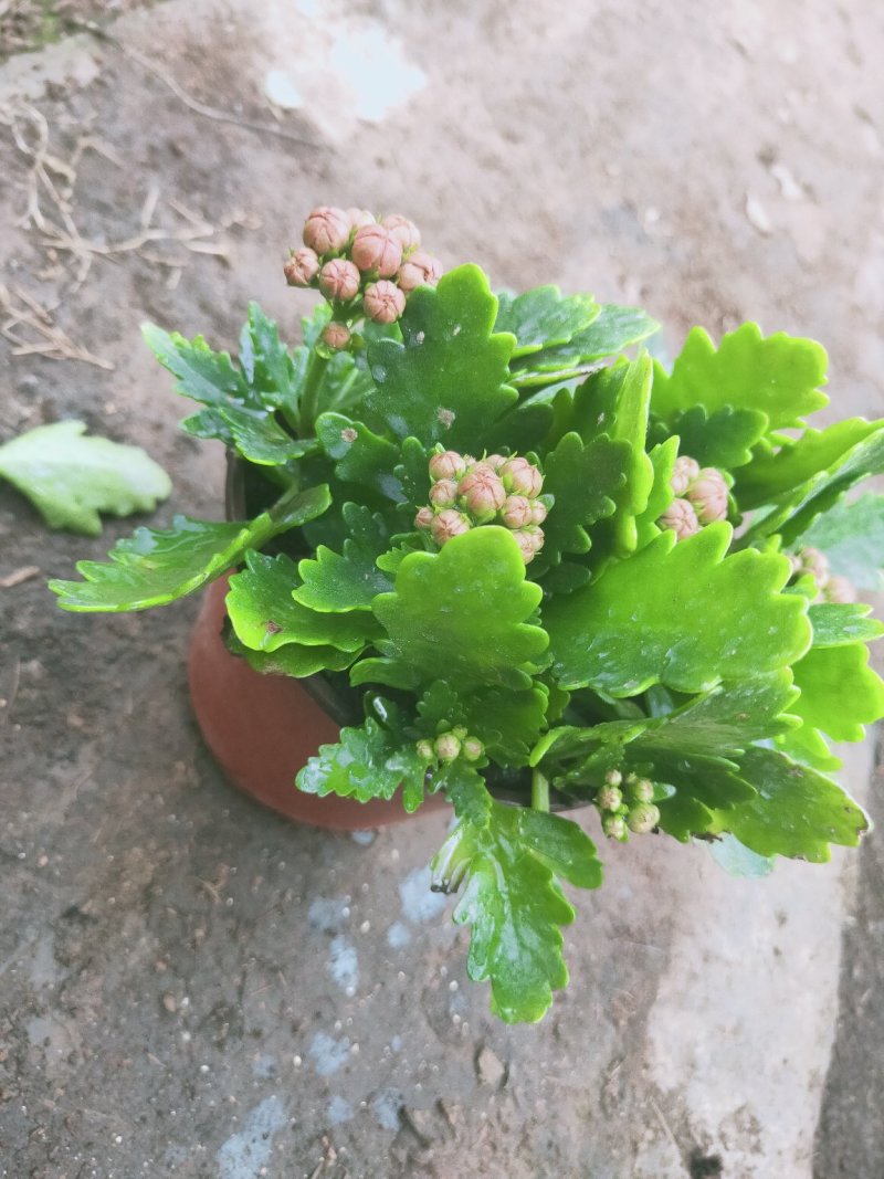 特价长寿花