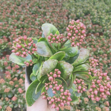 特价长寿花
