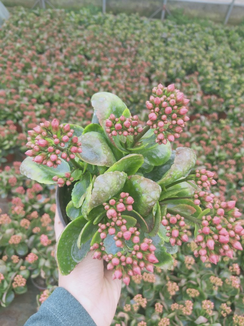特价长寿花