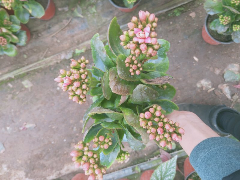 特价长寿花
