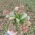 特价长寿花