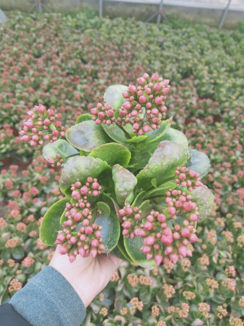 特价长寿花