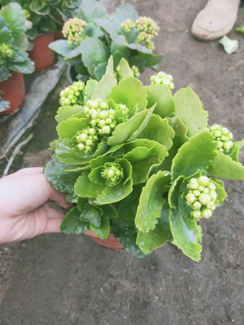 特价长寿花