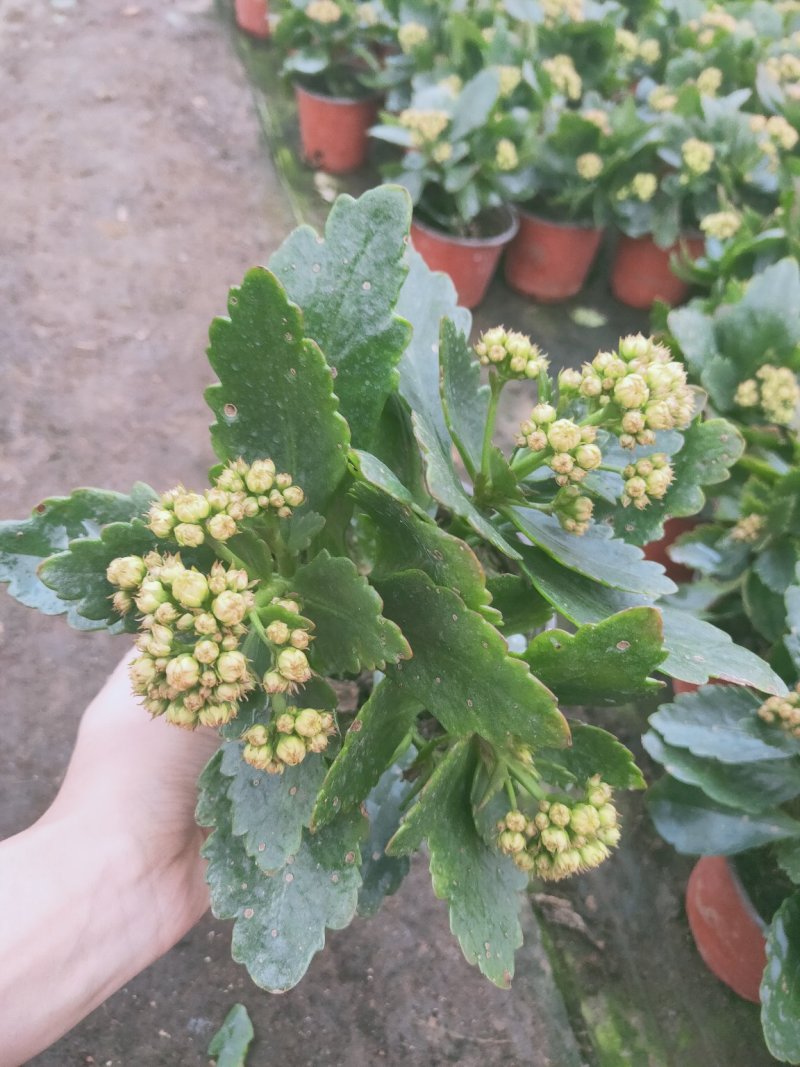 特价长寿花