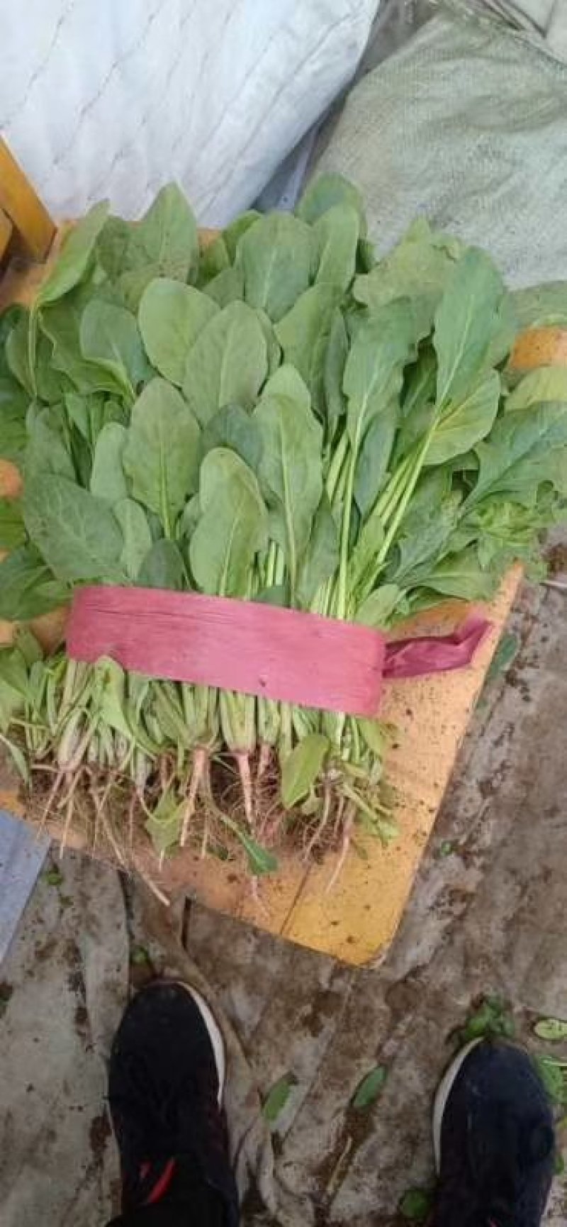 菠菜大叶菠菜产地河北邯郸蔬菜基地物流园量大优惠
