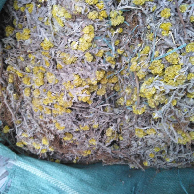 清明菜(佛耳草)