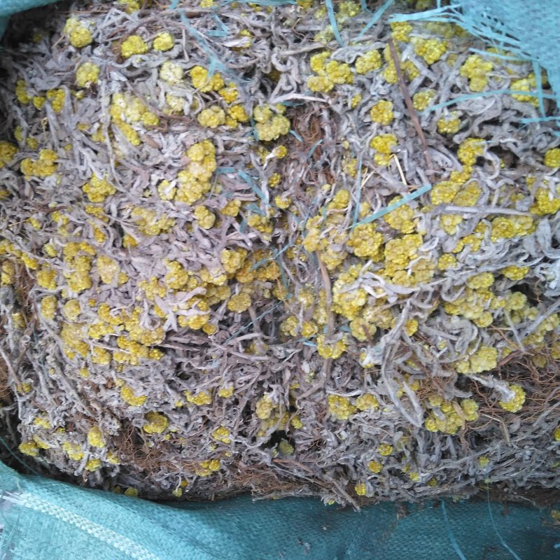 清明菜(佛耳草)