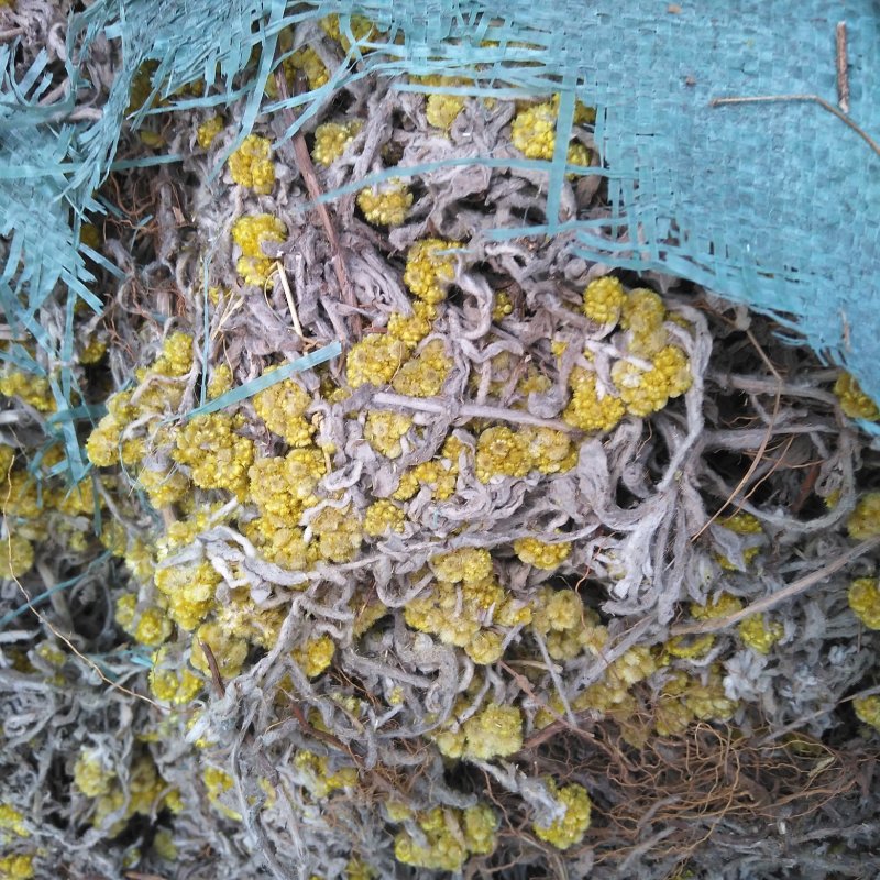 清明菜(佛耳草)
