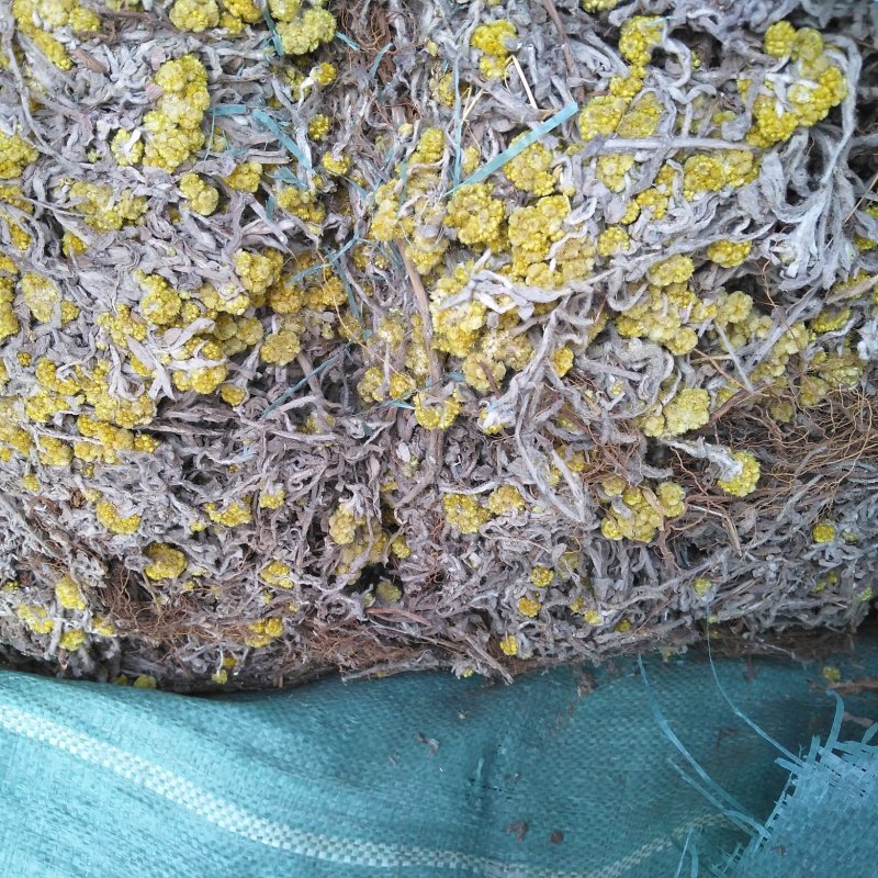 清明菜(佛耳草)