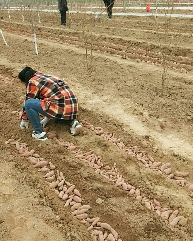红薯苗商薯19
