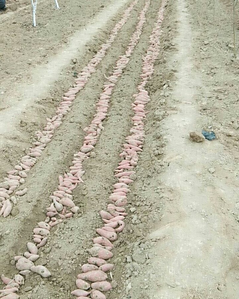 红薯苗商薯19