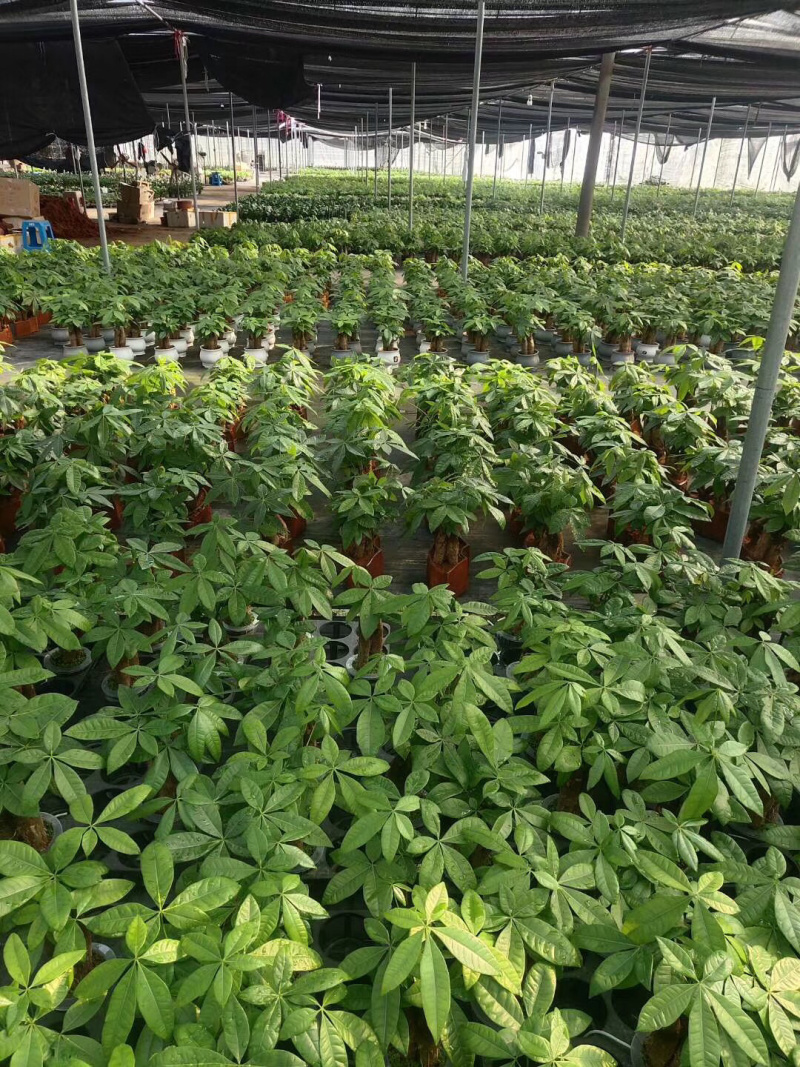 发财树/高30植物盆栽/水培土培三杆发财树