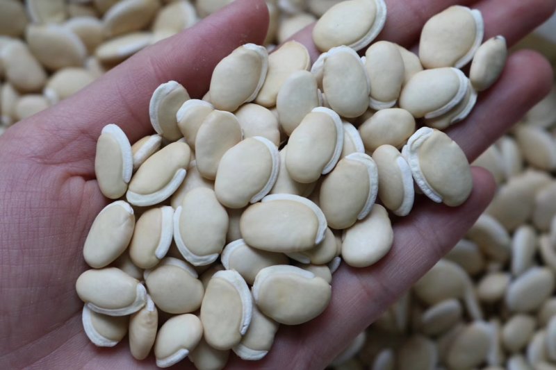 精选云南白扁豆天然手工挑选肉质紧实薄皮带有清香味