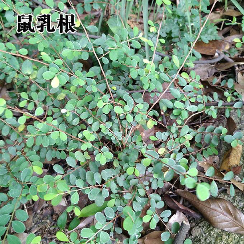 铁包金狗脚利老鼠草鼠乳头乌金藤小号铁包金