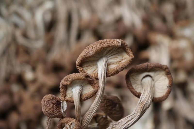 精选福建古田茶树菇无熏硫天然清香味道浓细嫩菌菇
