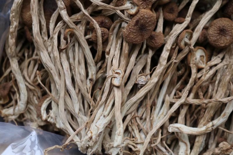 精选福建古田茶树菇无熏硫天然清香味道浓细嫩菌菇
