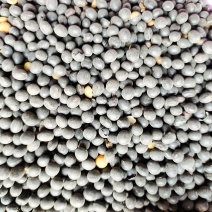 黑黄豆