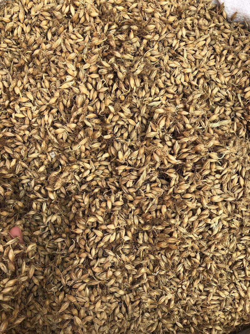 麦芽中药材大麦芽大麦毛全芽足干大货批发