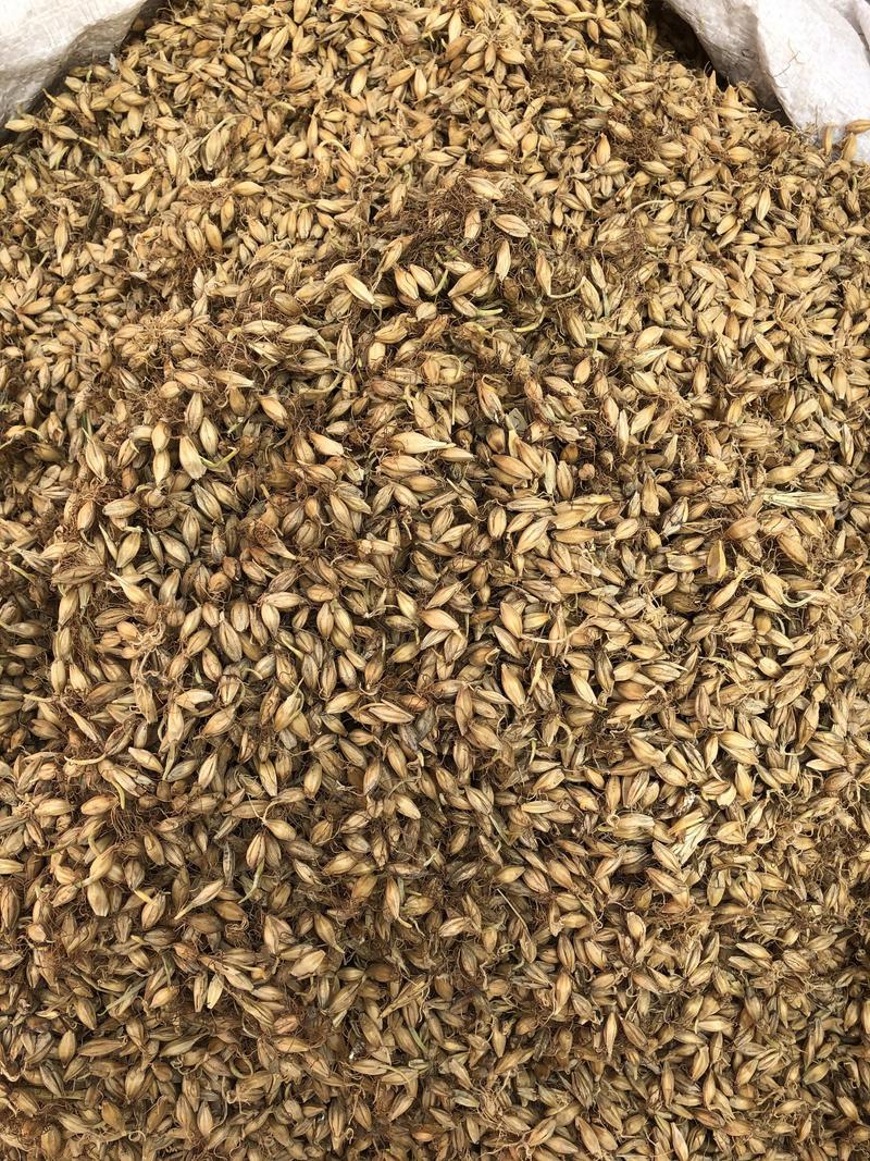 麦芽中药材大麦芽大麦毛全芽足干大货批发