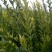 南丰蜜桔苗，果子虽不大，但味甜皮薄，无渣，口感超好