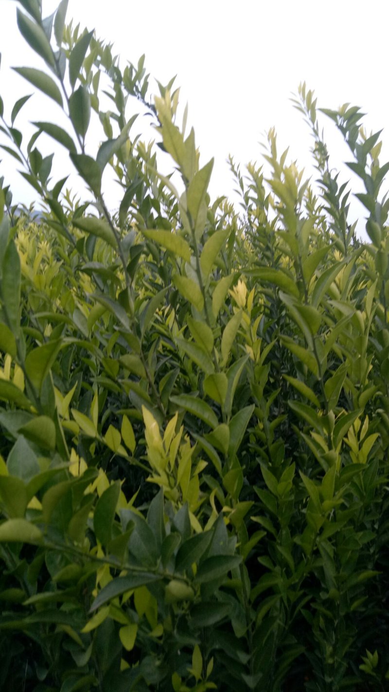 南丰蜜桔苗，果子虽不大，但味甜皮薄，无渣，口感超好