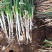 新野大葱粗葱大葱直径2公分左右的老气大葱