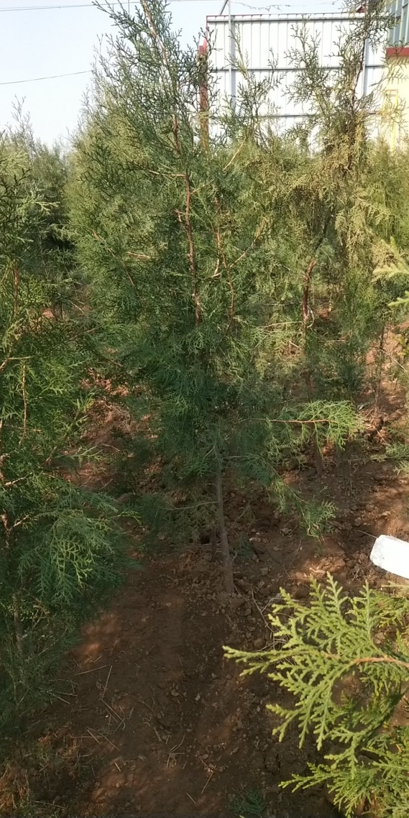 侧柏
