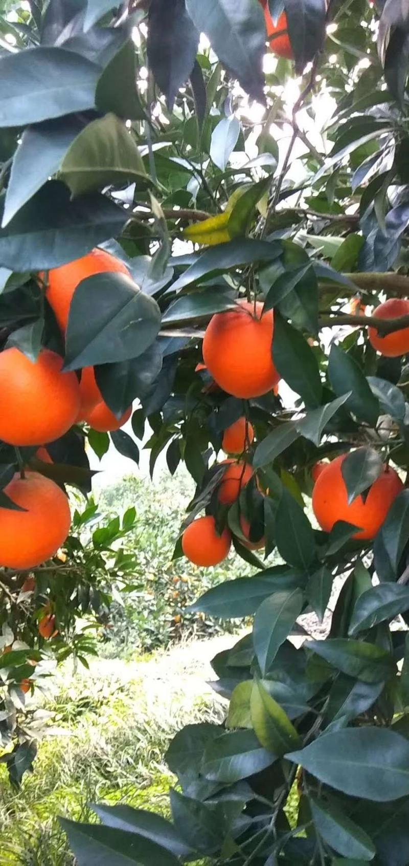 中华红血橙，产地直销，水分充足、可支持各大商超