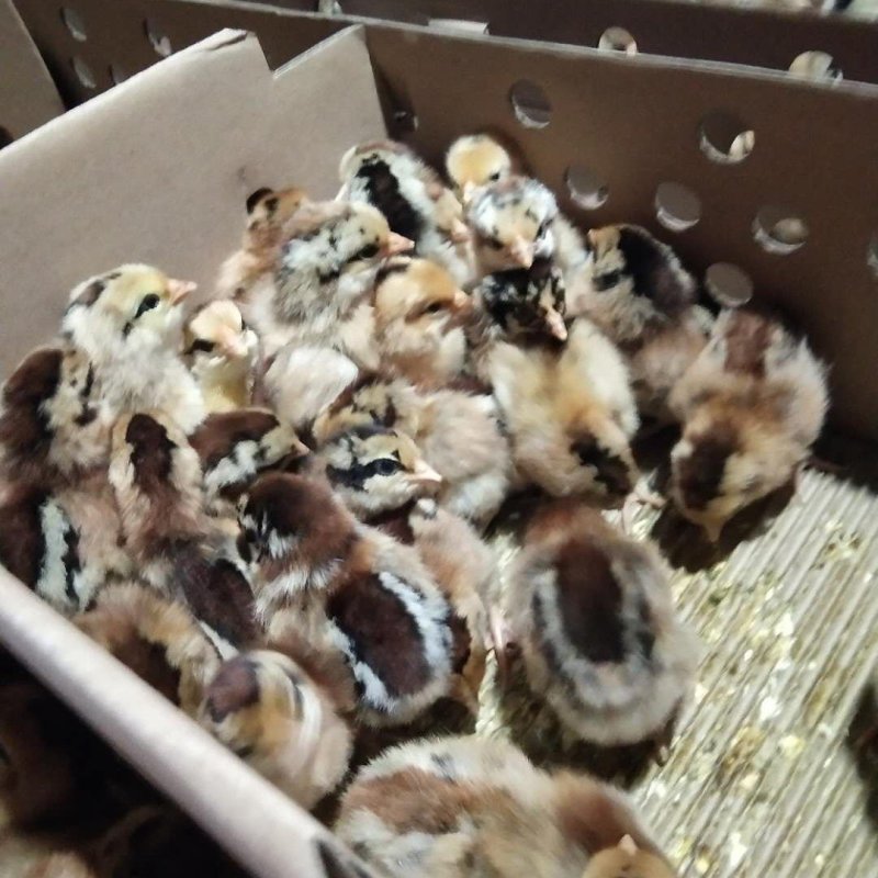 瑶鸡苗厂家直销包疫苗成活