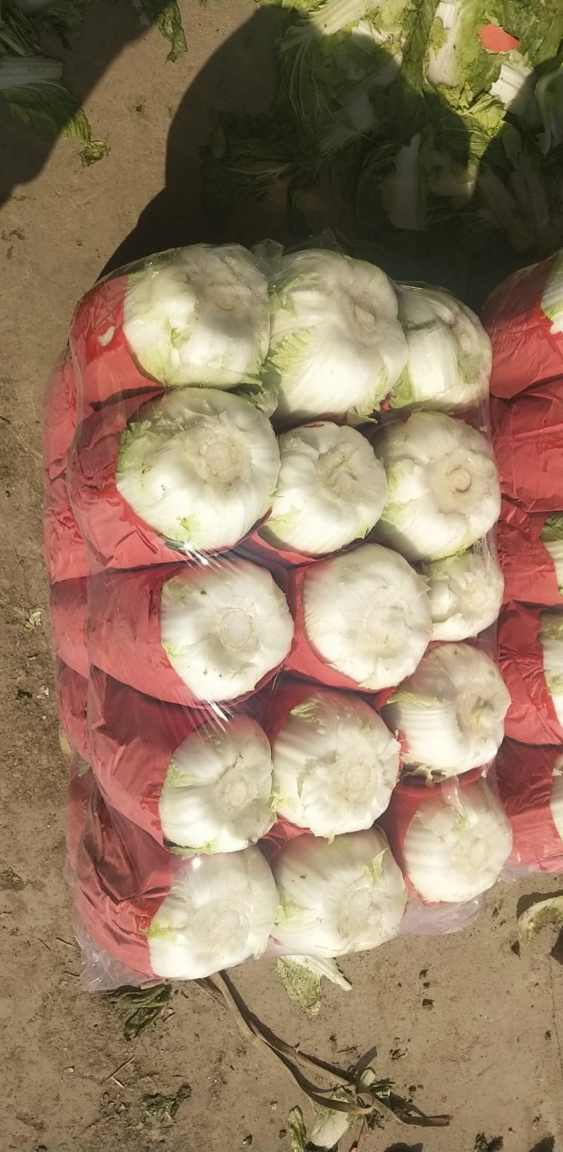 兰陵县黄心大白大量上市，量大从优质量保证诚信合作