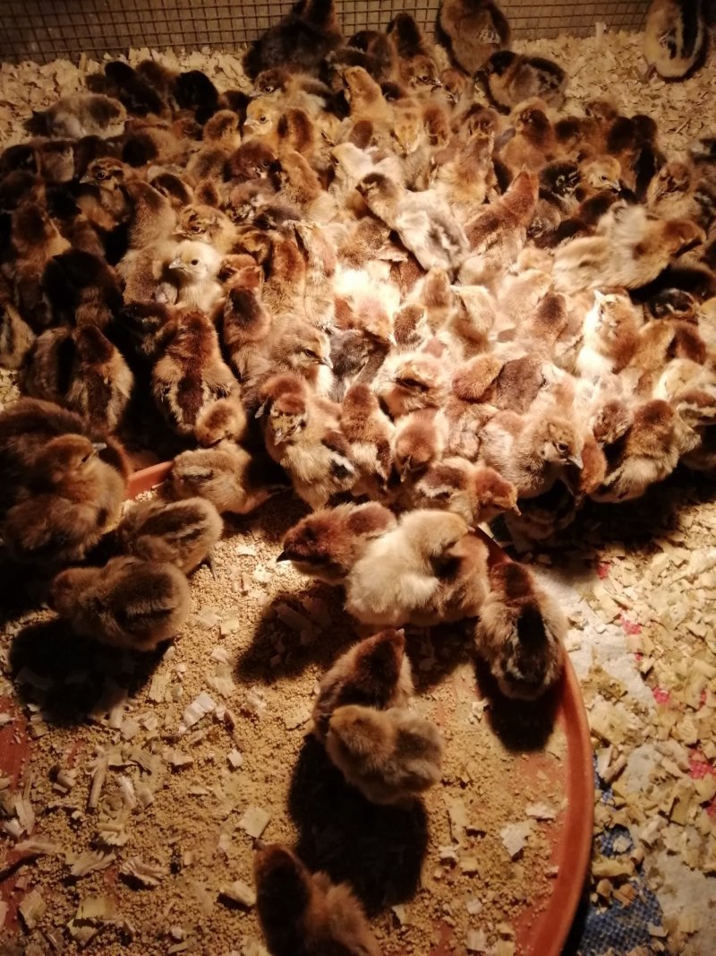 青脚麻鸡苗厂家直销包疫苗成活