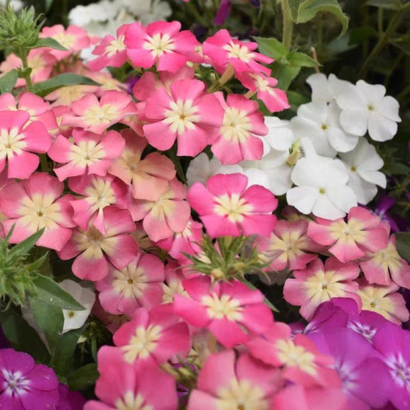 丛生福禄考种子芝樱花种子五色梅种籽庭院易活花籽花海耐寒