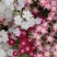 丛生福禄考种子芝樱花种子五色梅种籽庭院易活花籽花海耐寒