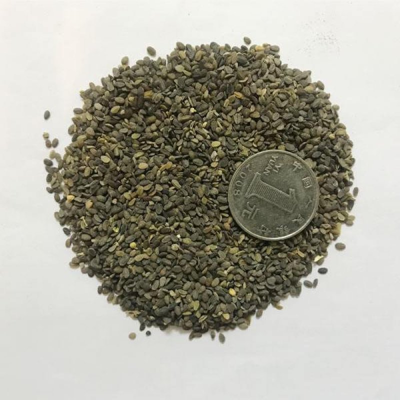 丛生福禄考种子芝樱花种子五色梅种籽庭院易活花籽花海耐寒