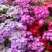 丛生福禄考种子芝樱花种子五色梅种籽庭院易活花籽花海耐寒