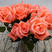 玫瑰小苗月季苗随机搭配10个品种颜色齐全